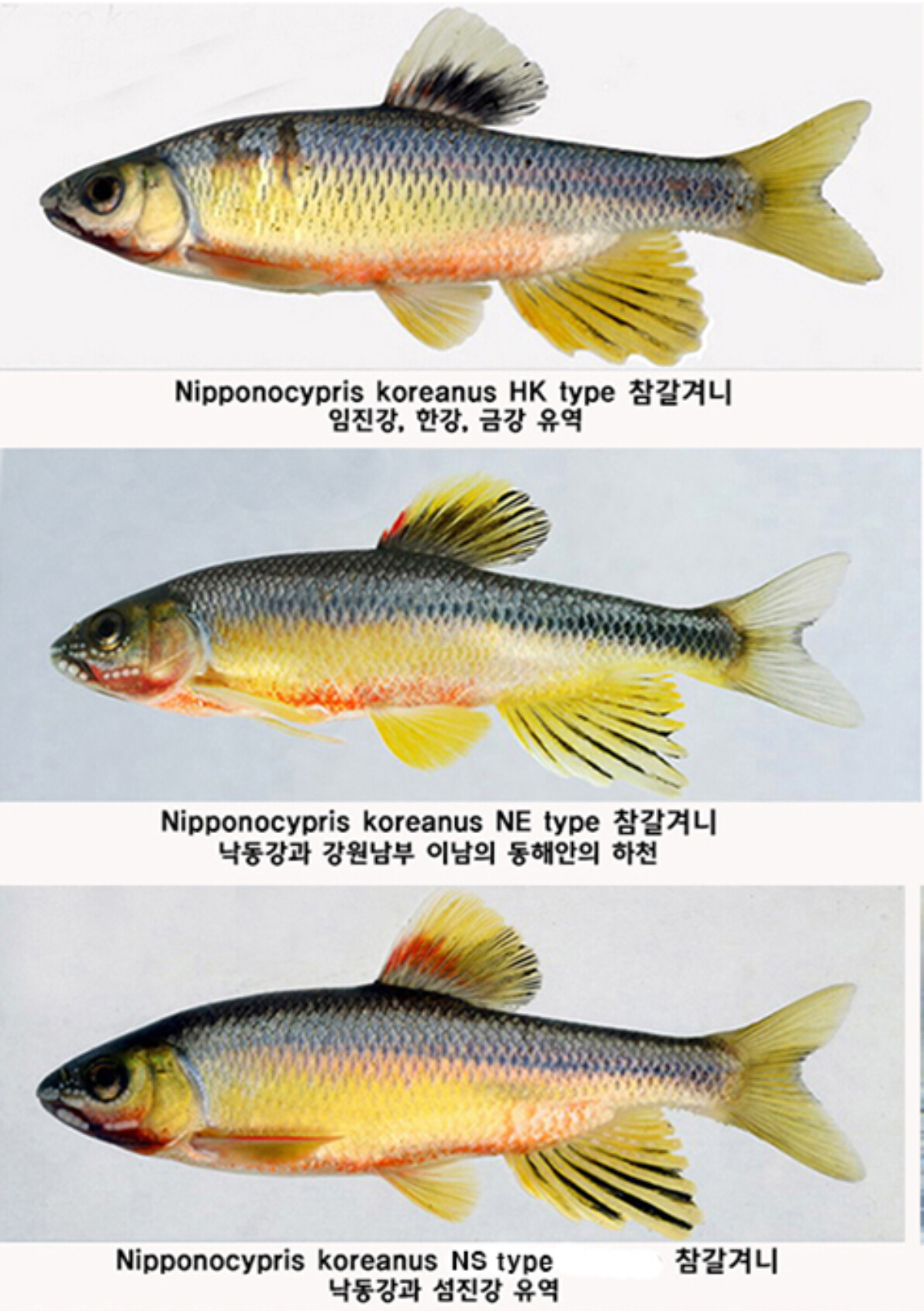 koreanus