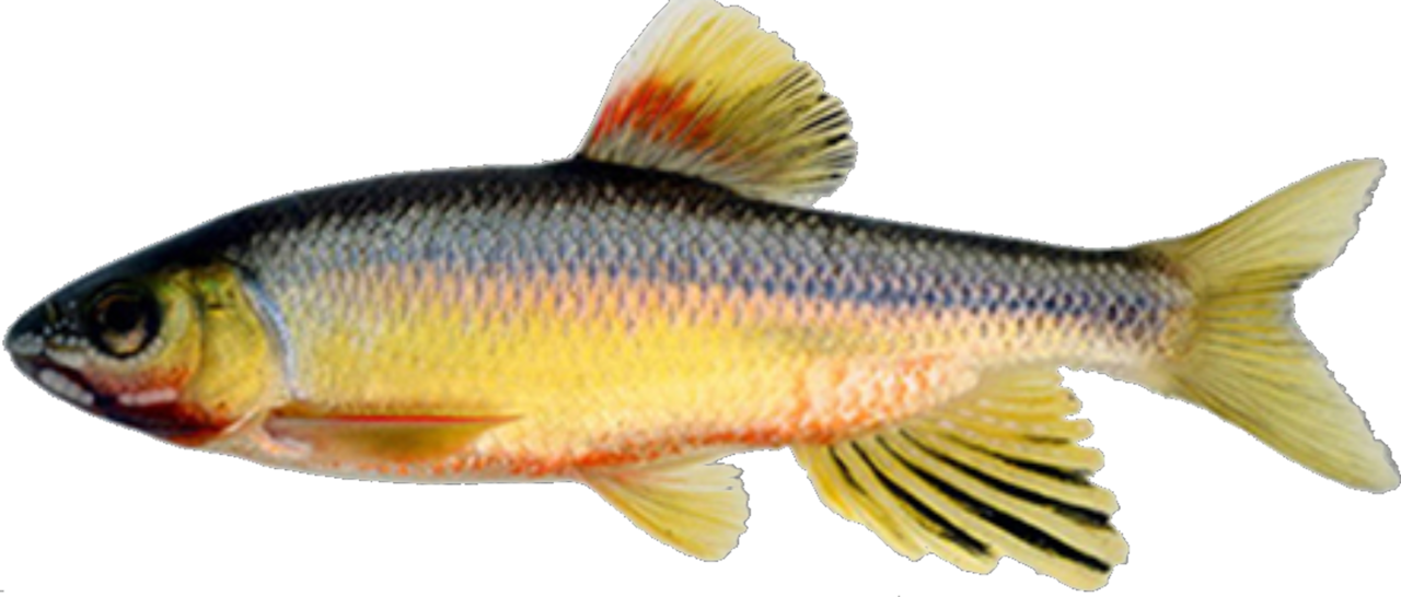 Nipponocypris