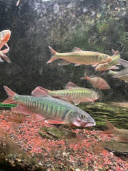 00-0-Copr_2026-Peng_Empeng_Fisheryt.jpg