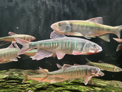 02-0-Copr_2026-Peng_Empeng_Fisheryt.jpg