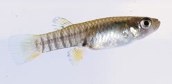 Neoheterandria