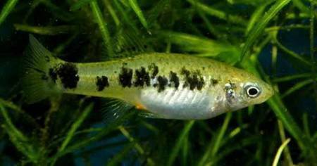 caudofasciata