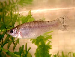 formosa