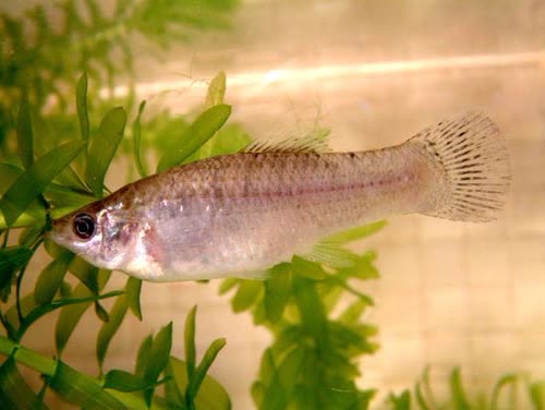 formosa