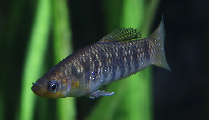 garnieri