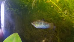00-0-Copr_2019-El_Palombat.jpg