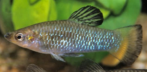 perugiae