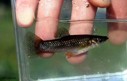 catemaconis