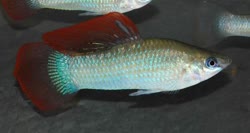 salvatoris