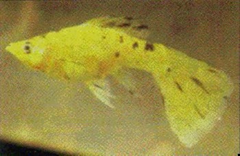 takashita