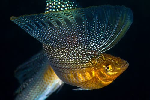 velifera