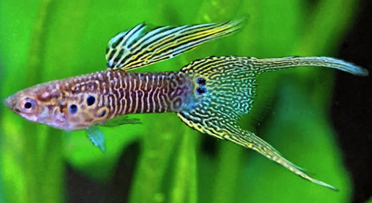 Poecilia