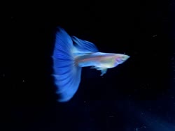 albino