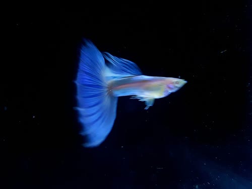 albino