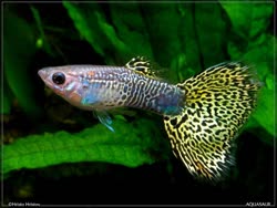 01-0-Copr_2016-Hristo_Hristovt.jpg