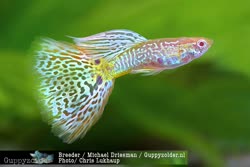 albino