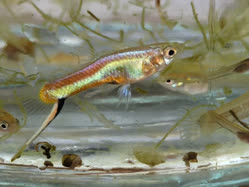00-0-Copr_2025-Falogos_Flyt.jpg