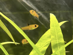 Xenophallus
