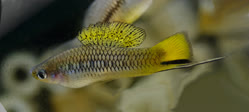 Rio_Axtla
