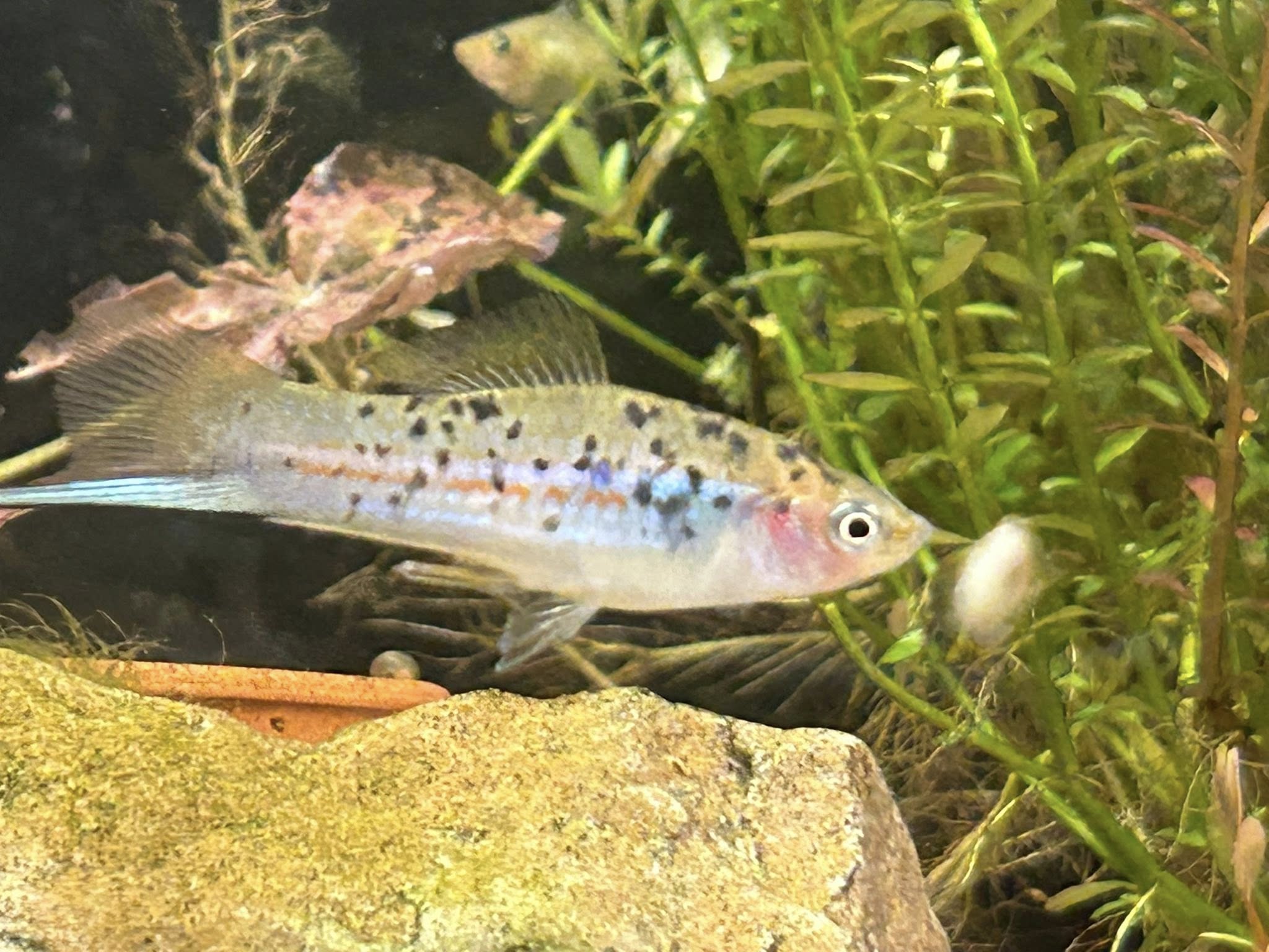 Papalopan