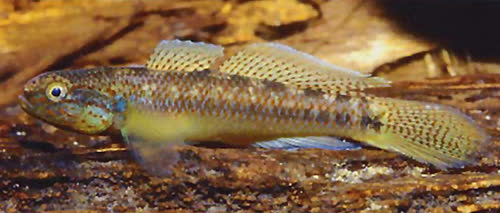Eleotridae
