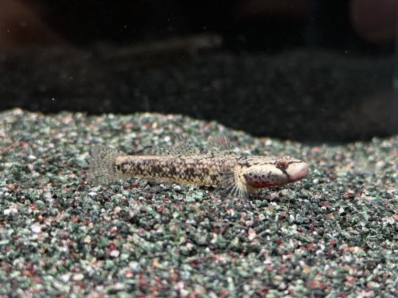 immaculatus