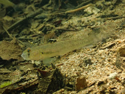 Stenogobius