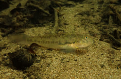 01-0-Copr_2025-Fish_Tset.jpg