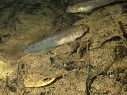 02-0-Copr_2025-Fish_Tset.jpg