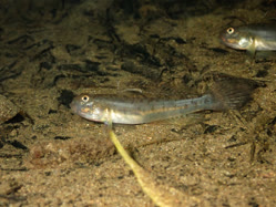 03-0-Copr_2025-Fish_Tset.jpg