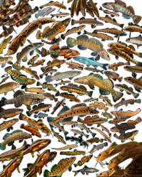 00-0-Copr_2025-Conservation_Fishes_International_-_Tennessee_Valleyt.png