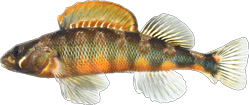 00-0-Copr_2026-Thomas-J_Neart.png