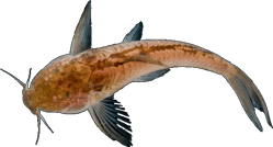 01-0-Copr_2025-paratype_LESCI_333_-_19_mm_SL_t.png