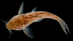01-0-Copr_2025-paratype_LESCI_333_-_19_mm_SLt.png