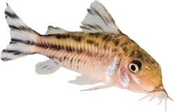 Callichthyidae