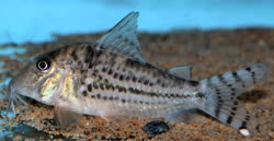 vitattus