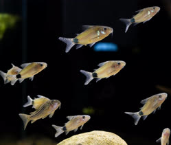 00-0-Copr_2025-Corydoras_Galleryt.jpg