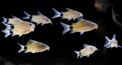 01-0-Copr_2025-Corydoras_Galleryt.jpg