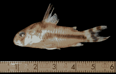 boesmani_holotype.jpg