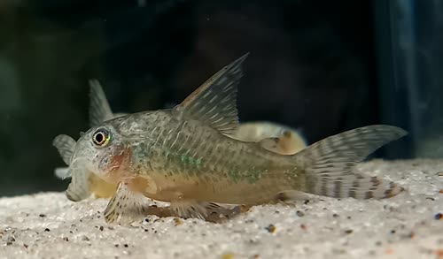 gryphus