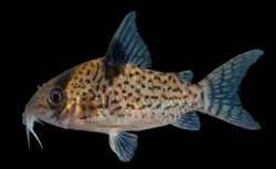 leucomelas