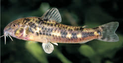 00-0-Copr_2018-P_Calvino-Holotype_MACN_9234_35mmt.jpg