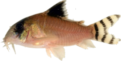 00-0-Copr_2019-Mark_Henry_Sabajt.png