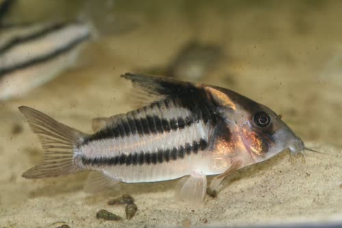 parallelum