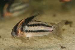 01-0-Copr_2020-AquaticClarityt.jpg