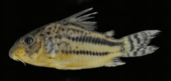 00-0-Copr_2016-Tencat-Ohara-holotype-MNRJ_43317_45mmt.jpg