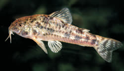 00-0-Copr_2018-P_Calvino-Holotype_MACN_9233_36mmt.jpg