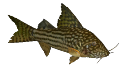 00-0-Copr_2018-Unknownt.png