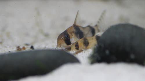 tukano