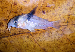 00-0-Copr_2025-Zierfish_Zentrum_Austriat.jpg